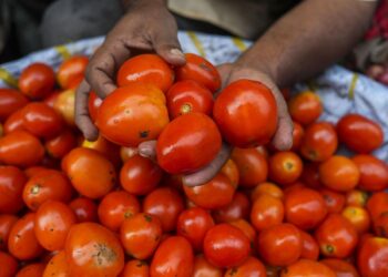 Tomato Price Hike