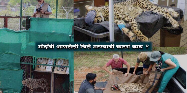 African exotic cheetah dying in India