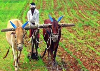 Department of Agriculture : कमी पावसाच्या पार्श्वभूमीवर काटेकोर नियोजन करावे ; मुख्यमंत्र्यांचे निर्देश