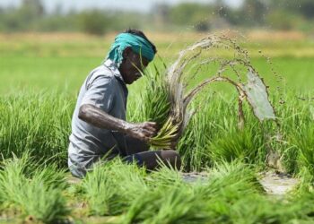 जिल्ह्यातील बाजरी, कांदा, सोयाबीन, भुईमूग, तूर पिकांकरिता नुकसान भरपाईचे आदेश जारी