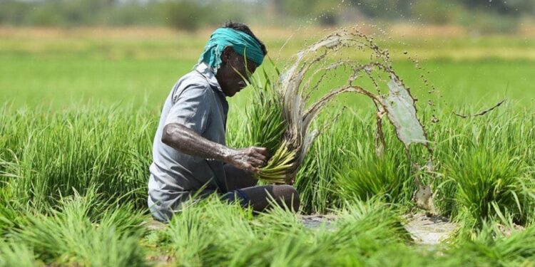 जिल्ह्यातील बाजरी, कांदा, सोयाबीन, भुईमूग, तूर पिकांकरिता नुकसान भरपाईचे आदेश जारी