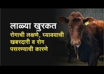 लसीकरण करा, पशुंमधील लाळ खुरकत रोग टाळा; लाळ खुरकत रोग नियंत्रण जागृती सप्ताहाचे ११ ते १७ सप्टेंबरदरम्यान आयोजन