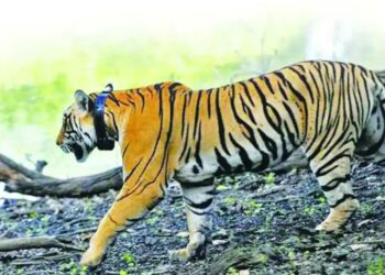 PUNE : बावधन येथील वन्यप्राणी उपचार केंद्र सुरू