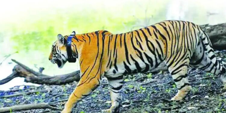 PUNE : बावधन येथील वन्यप्राणी उपचार केंद्र सुरू