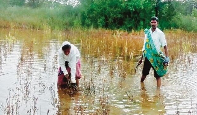 कृषी : पिकांचे नुकसान झाल्यास 72 तासांच्या आत करा तक्रार, वाचा सविस्तर माहिती