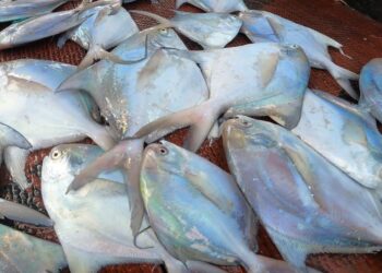 पापलेट राज्यमासा घोषित; 54 माशांचे आकारमान निश्चित, खरेदी- विक्रीवर राज्य सरकारचे असणार ‘हे’ निर्बंध