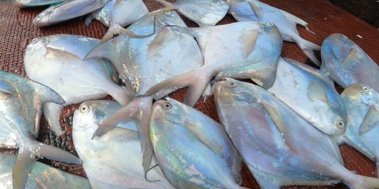 पापलेट राज्यमासा घोषित; 54 माशांचे आकारमान निश्चित, खरेदी- विक्रीवर राज्य सरकारचे असणार ‘हे’ निर्बंध