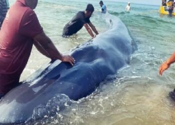 RATNAGIRI : गणपतीपुळ्याच्या समुद्रकिनाऱ्यावर आलेल्या Baby whale चा दुर्दैवी अंत; पुन्हा बेबी व्हेल किनाऱ्यावर कसा आला? वाचा सविस्तर