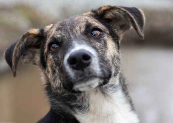 PUNE CRIME : पुण्यात विचित्र घटना, पाळीव कुत्र्याच्या भुंकण्याचा त्रास होतो म्हणून एअरगनचा छऱ्या मारून केले गंभीर जखमी; आरोपीवर गुन्हा दाखल !