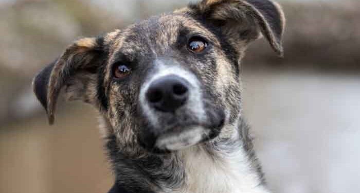 PUNE CRIME : पुण्यात विचित्र घटना, पाळीव कुत्र्याच्या भुंकण्याचा त्रास होतो म्हणून एअरगनचा छऱ्या मारून केले गंभीर जखमी; आरोपीवर गुन्हा दाखल !