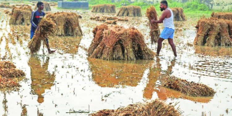 CM Eknath Shinde : राज्यात अवकाळी पावसाने झालेल्या नुकसानाने अंदाजे 99 हजार 381 हेक्टर क्षेत्र बाधित