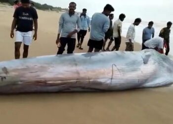 अखेर 40 तासांच्या प्रयत्नानंतर व्हेल माशाच्या पिल्लाला समुद्रात सोडण्यात यश