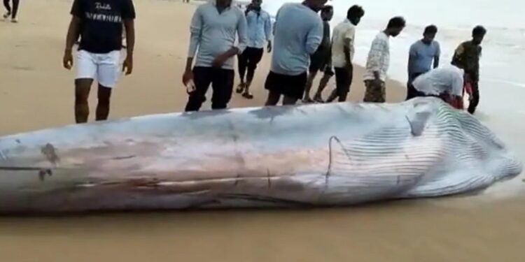 अखेर 40 तासांच्या प्रयत्नानंतर व्हेल माशाच्या पिल्लाला समुद्रात सोडण्यात यश