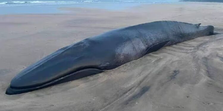 Baby Whale Died