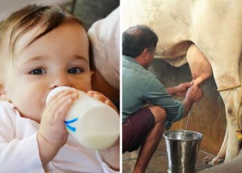 Cow Milk For Baby