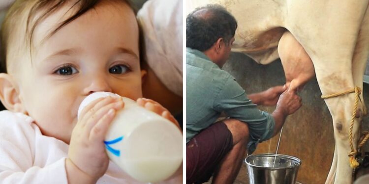 Cow Milk For Baby