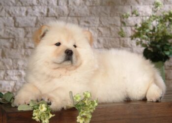 VIDEO : ठाण्यात चाऊ चाऊ जातीच्या पाळीव कुत्र्याला बेदम मारहाण करतानाचा व्हिडिओ व्हायरल; व्हेट क्लिनिकमधला संतापजनक प्रकार