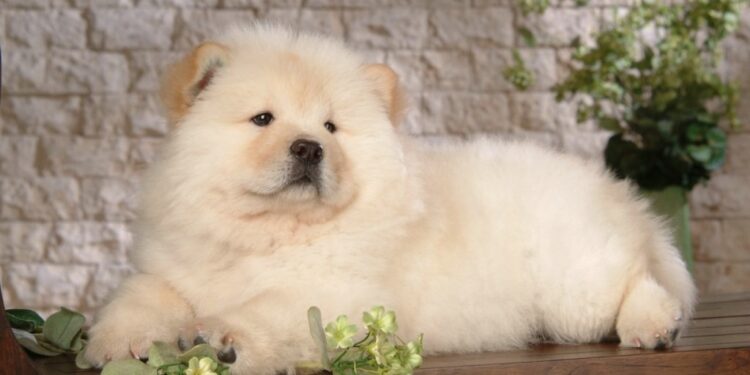 VIDEO : ठाण्यात चाऊ चाऊ जातीच्या पाळीव कुत्र्याला बेदम मारहाण करतानाचा व्हिडिओ व्हायरल; व्हेट क्लिनिकमधला संतापजनक प्रकार