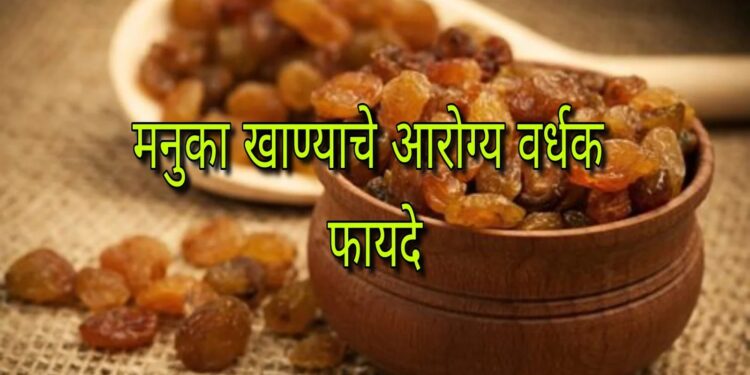 HEALTH CARE : फक्त 8 दिवस सलग मूठभर मनुका खा ! बद्धकोष्ठता, हृदयरोग आणि त्वचेच्या समस्यांवर सर्वात सोपा आणि स्वस्त उपाय
