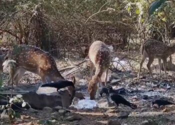 Sanjay Gandhi National Park : संजय गांधी राष्ट्रीय उद्यानात वन्य प्राण्यांच्या जीवाला धोका ? हरीणं प्लास्टिक खातानाचा Video Viral