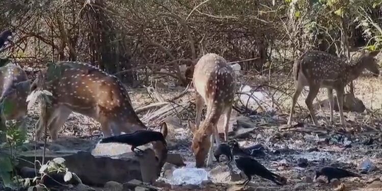 Sanjay Gandhi National Park : संजय गांधी राष्ट्रीय उद्यानात वन्य प्राण्यांच्या जीवाला धोका ? हरीणं प्लास्टिक खातानाचा Video Viral