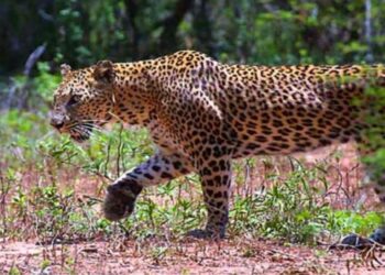 जुन्नरमध्ये बिबट्याचे हल्ले वाढले; घराबाहेर उघड्यावर झोपू नये, दक्षता बाळगण्याचे जुन्नर वनविभागाचे आवाहन