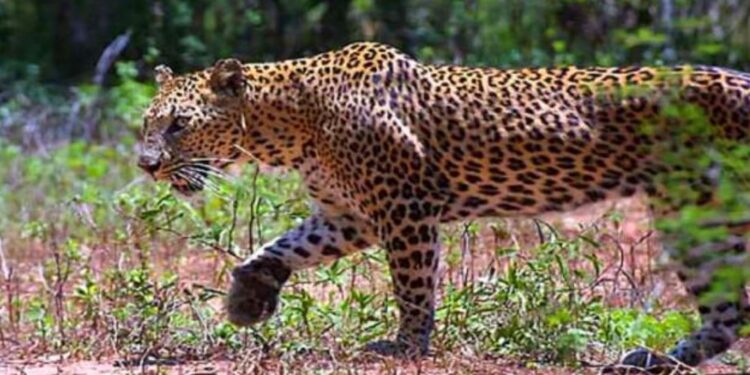 जुन्नरमध्ये बिबट्याचे हल्ले वाढले; घराबाहेर उघड्यावर झोपू नये, दक्षता बाळगण्याचे जुन्नर वनविभागाचे आवाहन