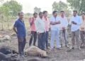 जळगावात उष्णतेची लाट : तापमानाचा पारा 47 अंश सेल्सिअसवर; 100 हून अधिक मेंढ्यांचा उष्माघाताने मृत्यू
