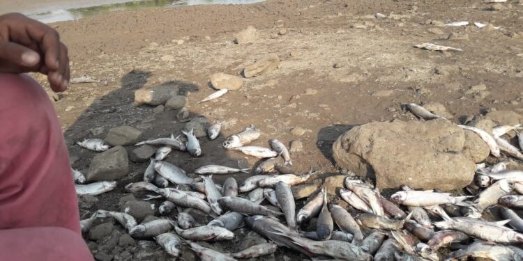 सावध रहा ! महाराष्ट्रात भीषण दुष्काळ; वैजापूरमध्ये धरणं आटली, माशांचा तडफडून मृत्यू; हंडाभर पाण्यासाठी महिलांची वणवण